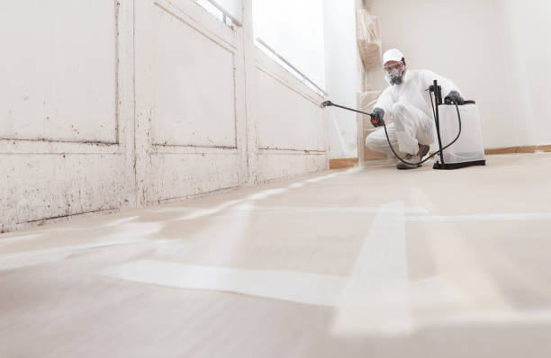 24/7 Emergency Mold Removal experts in Jackson, TN