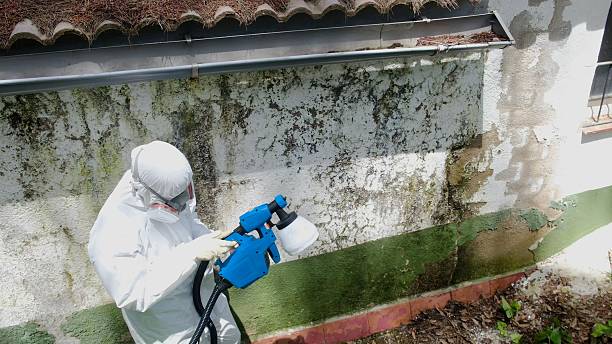 Top rated local Mold Removal specialists in Jackson, TN